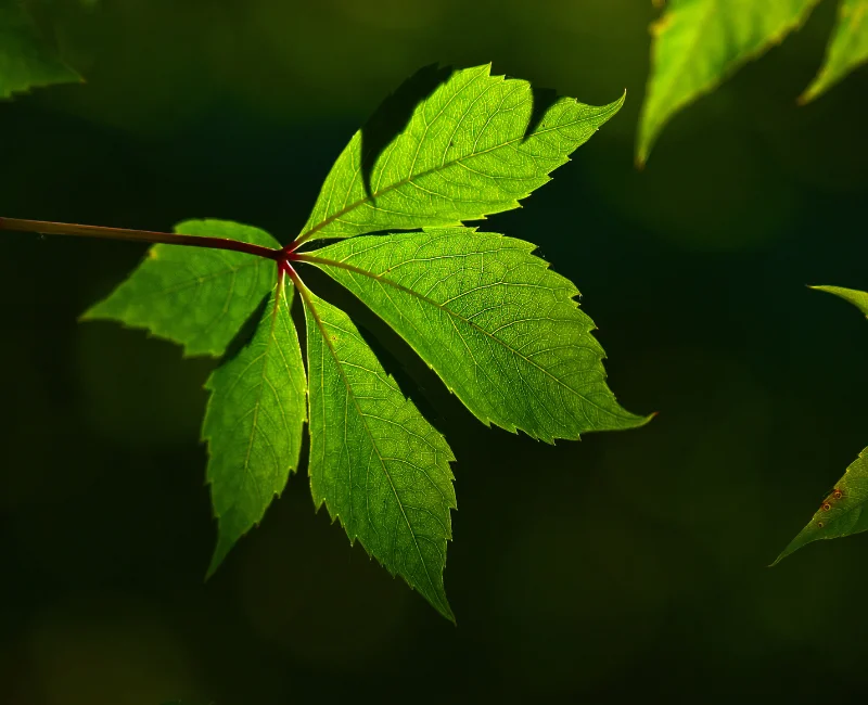 Nature